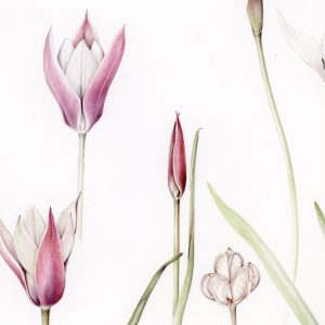 Botanical Painting with Mariella Baldwin – Course